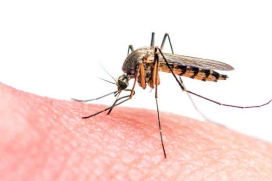 Zararlı Sivrisinekleri Yok Eder